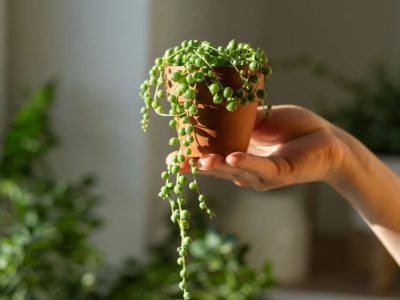 Planta del rosario: cómo mantener hermosa y radiante a esta mística suculenta