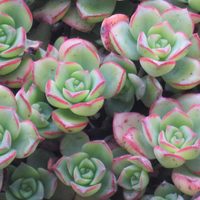 Curiosidades y cuidados de la suculenta rosa negra, una de las plantas más raras y hermosas
