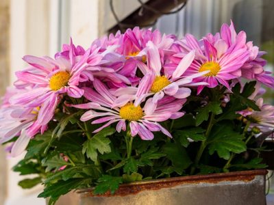 Tan linda, que parece irreal: llená tu jardín con esta planta que da hermosas flores y que podés reproducir muy fácilmente