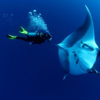 El mundo subacuático del Archipiélago de Revillagigedo