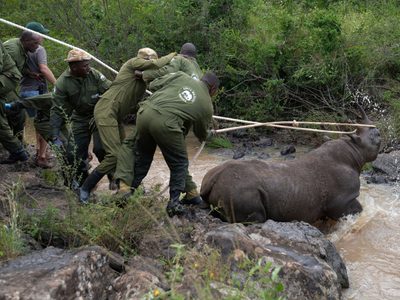 Kenia inicia la titánica misión de reubicar a 21 rinocerontes