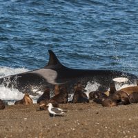 Cómo llegar al rincón de Chubut donde las orcas ofrecen un espectáculo único en el mundo