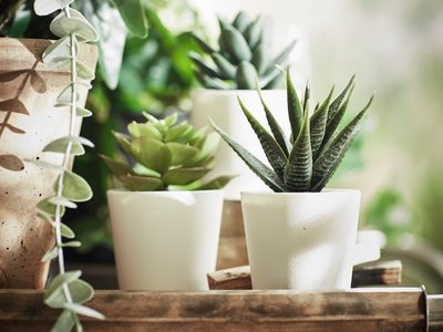5 plantas suculentas que necesitan poca luz y son ideales para interior