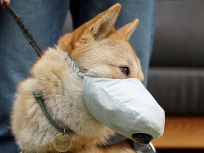 Murió el primer perro contagiado por coronavirus tras haber estado en cuarentena