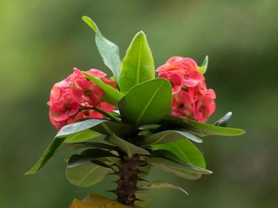 Cómo cuidar la Espina de Cristo en otoño para que estalle de flores en Semana Santa