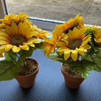 Cultivá tus propios girasoles con esta técnica súper efectiva y sencilla y sin gastar de más