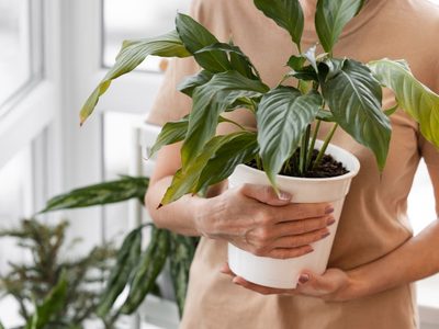 Con una bolsa y esta idea espectacular, creá esta maceta fácil y original para tus plantas