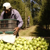 Pérdidas millonarias para el sector frutícola del Valle de Río Negro y Neuquén
