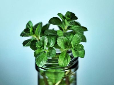 Tomá nota: el truco para cultivar plantas aromáticas en agua sin fracasar en el primer intento