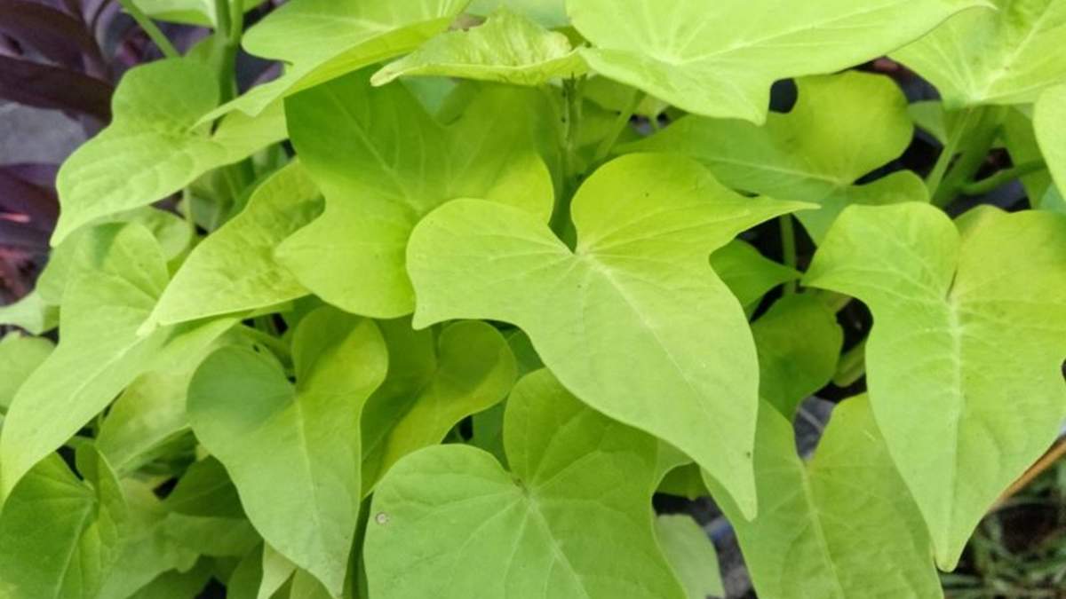 Planta. Fuente: (X)