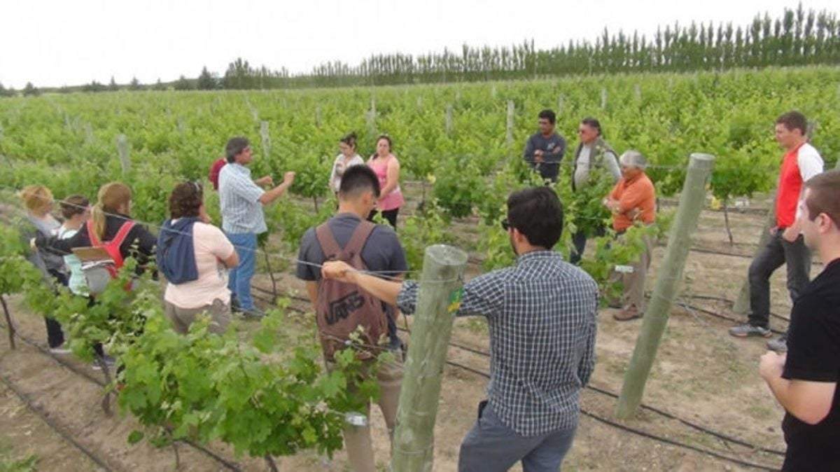 Buscan abrir turismo del vino en La Pampa. Fuente: (Instagram)