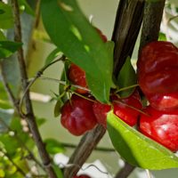 El arbolito nativo poco valorado: es pequeño, de fácil cuidado y sus frutos tienen más vitamina C que una naranja