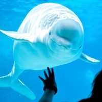 La dramática historia de 30 ballenas que podrían morir porque nadie paga su traslado a un santuario