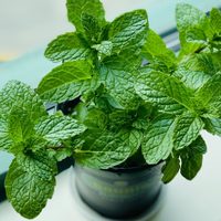 El secreto de los jardineros para reproducir fácil tu planta de Menta y que dure hermosa todo el año