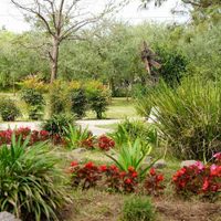 Las plantas pequeñas y de bajo mantenimiento que crecen rapidísimo en todo tipo de suelos