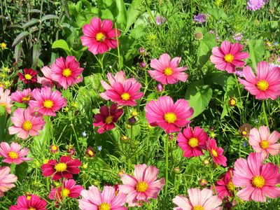 La planta que da hermosas flores todo el año, es fácil de cuidar y podés tener sin problemas en tu balcón