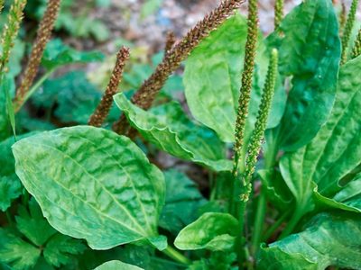La planta que crece como maleza en tu jardín y que es un gran tesoro para tu salud