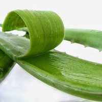 Por nada del mundo tires la piel del Aloe Vera, mirá cómo utilizarla y tener muchos beneficios sin gastar