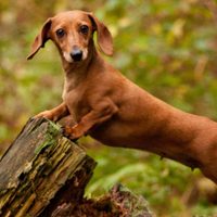 Curiosidades del Salchicha: el perro que es tan simpático como "terco" y al que todos quieren como mascota