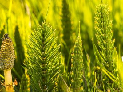 La planta que podés cultivar fácilmente en tu jardín y que te ayuda a eliminar metales pesados de tu organismo