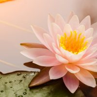 Según el Horóscopo estos signos se dejan conquistar con "flores"