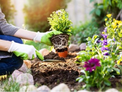 Las 4 plantas que crecen en tu jardín de forma secreta y esconden beneficios para tu vida