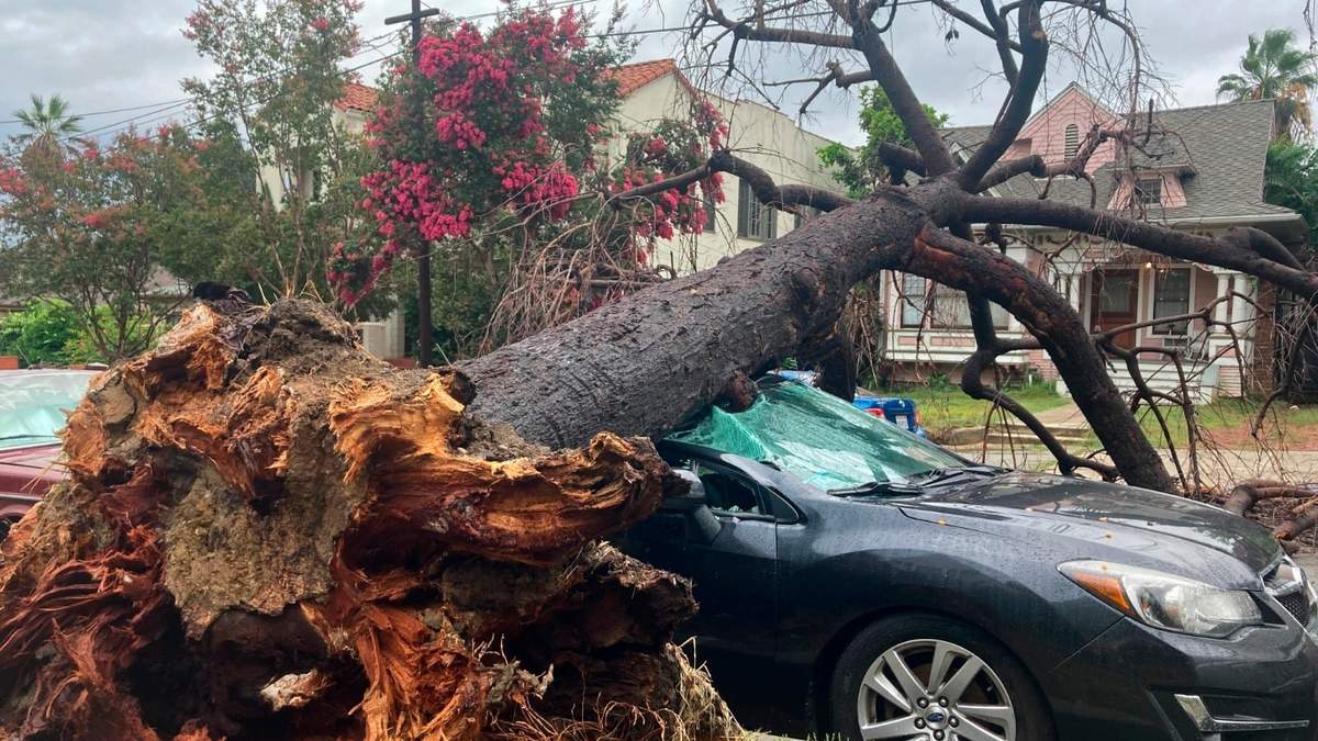 Un árbol yace sobre un automóvil luego del paso de la tormenta tropical Hilary en Los Angeles