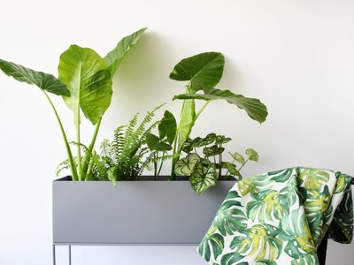 No te pueden faltar: 6 plantas ideales para tener en departamento