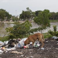 500 mil perros y gatos son abandonados al año en México