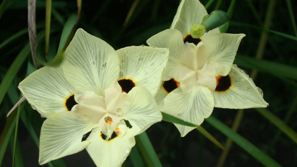 Dietes. Fuente: (Instagram)