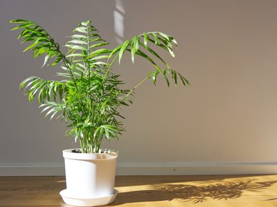 Las hermosas plantas "todoterreno", fáciles de cuidar y que sobreviven perfectamente en espacios pequeños