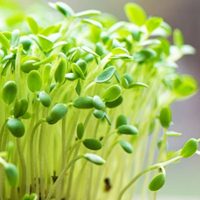 Cómo hacer tu propio germinado de brotes de chía en 5 días y potenciar así tu salud