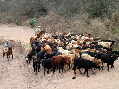 Ramírez Cuéllar pide a EU reconsiderar suspensión de exportación de ganado mexicano