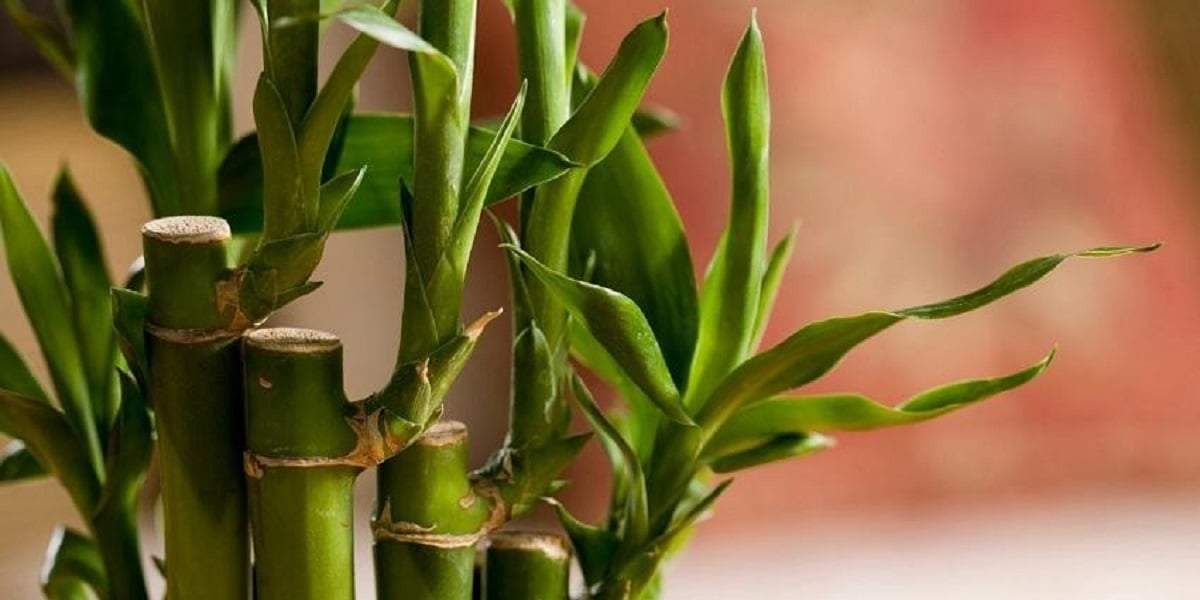 Plantas. Fuente: (X)