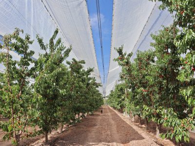 Chile se consolida como principal exportador de cerezas a China