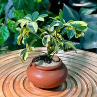 La planta bicolor que aguanta todo, necesita pocos cuidados y es perfecta para decorar el interior de casa