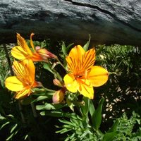 Belleza, misticismo y leyenda: el amancay rebrota cada primavera en los bosques patagónicos