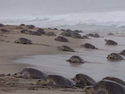 Descubren posible causa de muerte de 300 tortugas marinas golfinas en Oaxaca