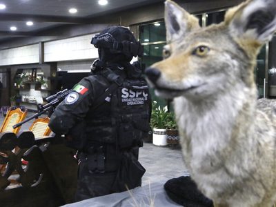 Autos de lujo y animales exóticos: las imágenes del megaoperativo (Fotogalería y video)