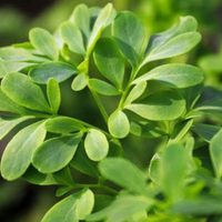 La planta fácil de cuidar que ahuyenta las malas energías y todas las abuelas tenían en sus casas