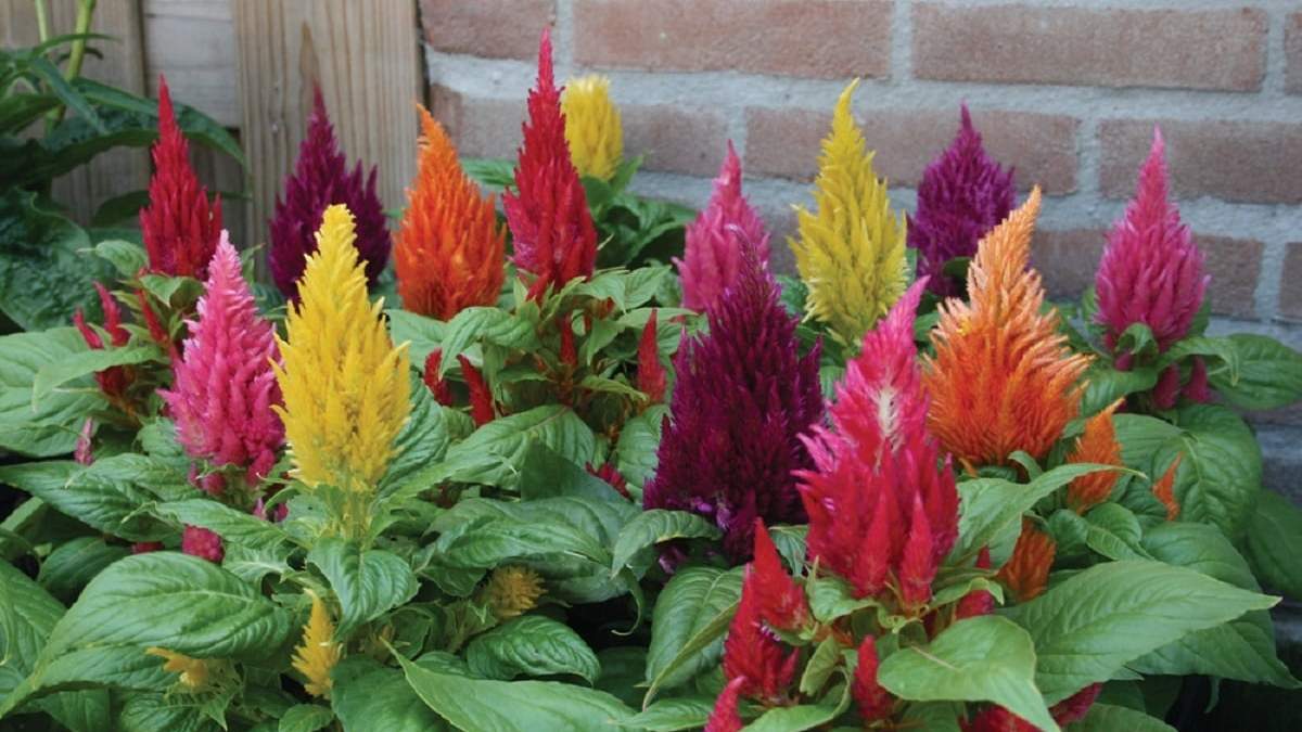 Celosia, una planta "plumosa". Fuente: (X)