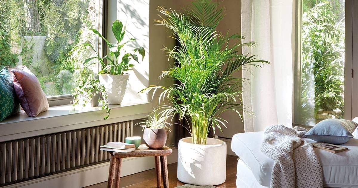 Plantas. Fuente: (X)