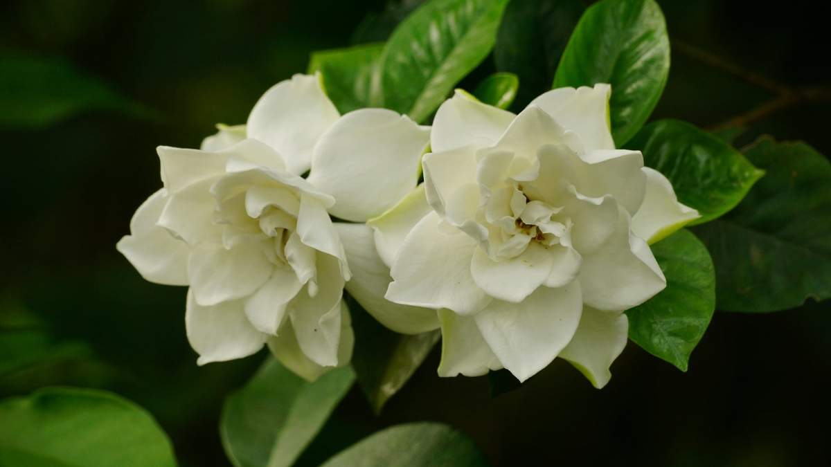 Lográ que tu jazmín tenga miles de flores con estos consejos
