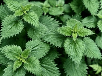 La planta con mala fama y odiada por muchos, que ayuda a aliviar el dolor en las articulaciones