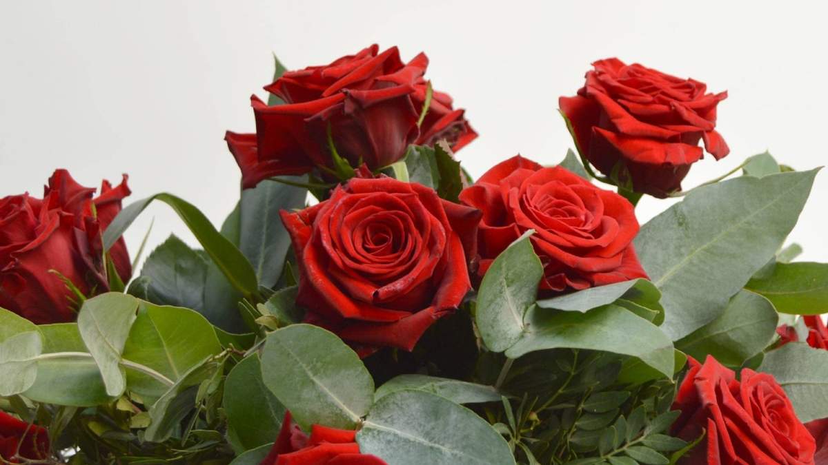 Rosas. Fuente: (Instagram)