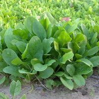 Sin gastar más en la verdulería: así podés sembrar y transplantar plantas de espinaca en tu huerta
