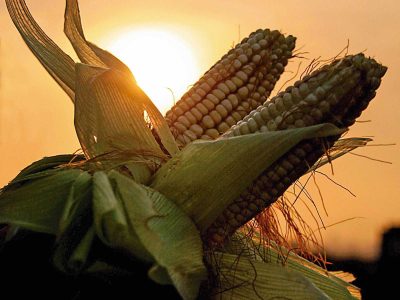 Maíz amarillo y glifosato: Transición agroecológica “envenenada”