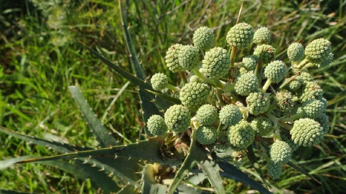 Falso Caraguatá, una planta rústica de fáciles cuidados. Fuente: (X)