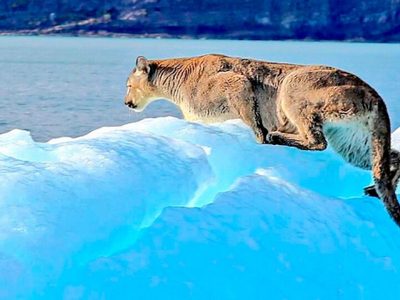Momento de revuelo en Santa Cruz: un puma fue captado sobre un iceberg a la deriva