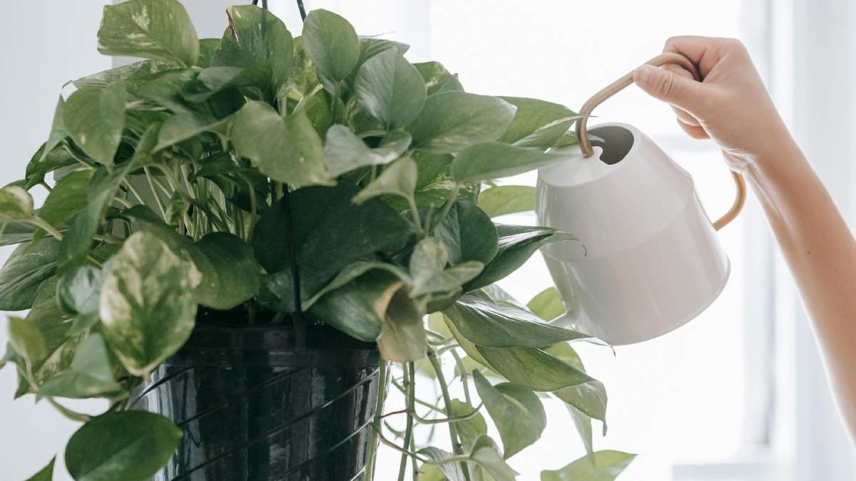 El Potus es una planta muy fácil de cuidar